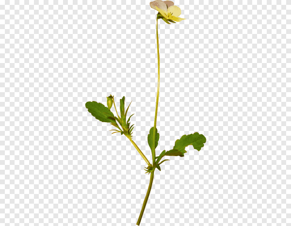 Стебель растения на прозрачном фоне