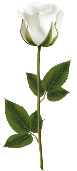 Стебель розы