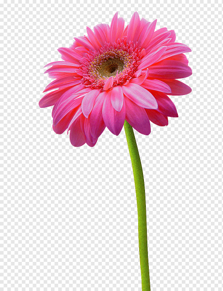 Гербера вектор