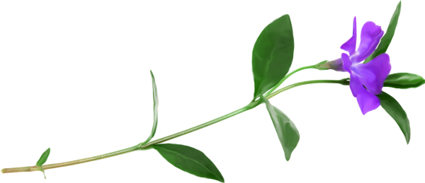 Цветок со стеблем на белом фоне
