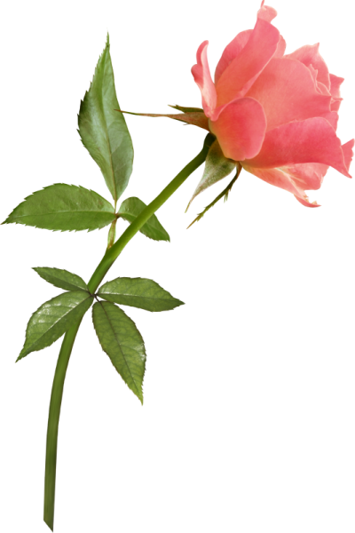 Цветок на стебле