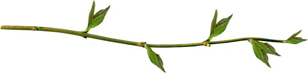 Длинная ветка