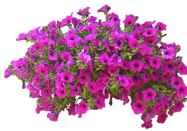 Петуния пдф