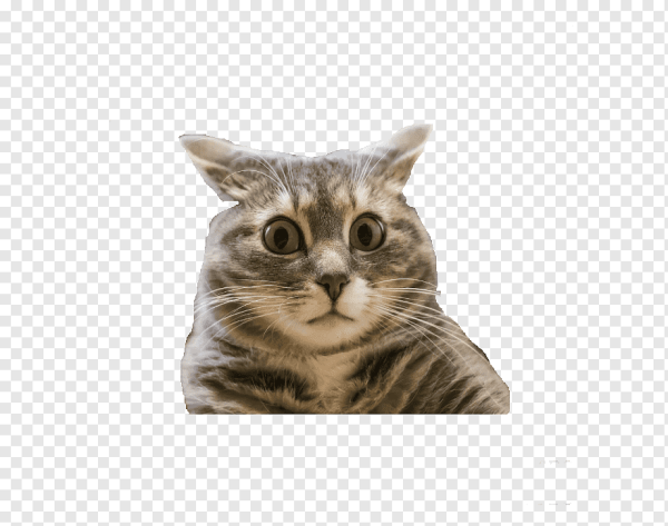 Смешные коты на прозрачном фоне