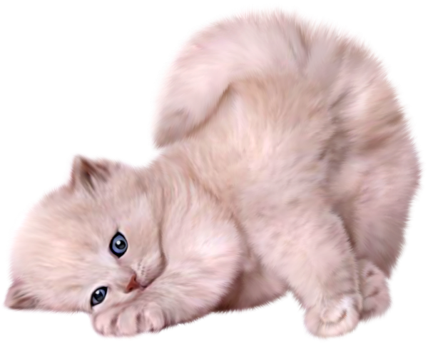 Милые котята на белом фоне