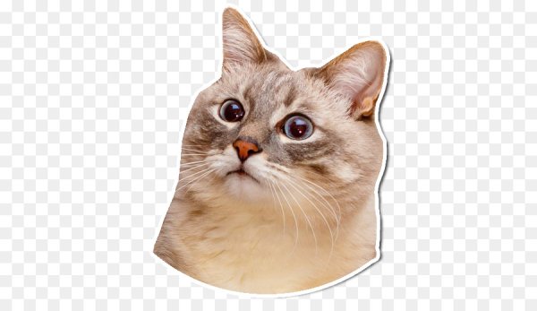 Кот вырезать