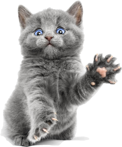 Котик без фона