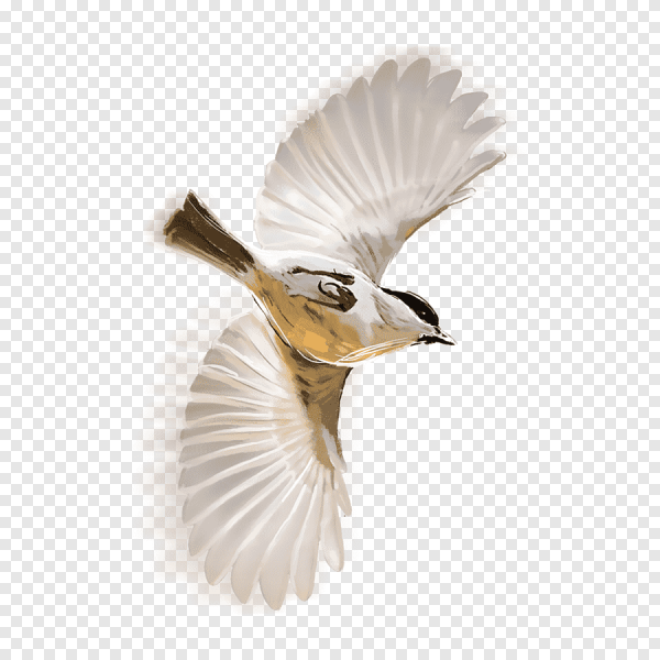 Воробьи летят на белом фоне