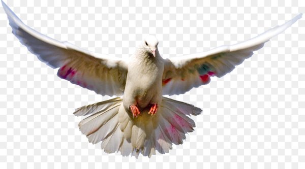 Птицы на прозрачном фоне для фотошопа