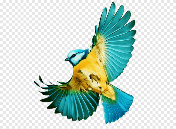 Красивые птички на белом фоне