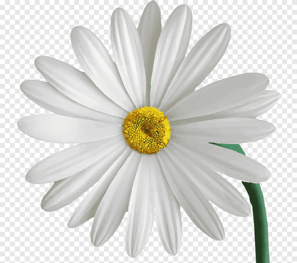 Ромашка с помадкой