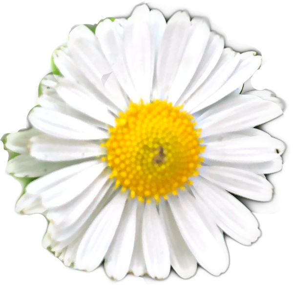 Одиночная Ромашка