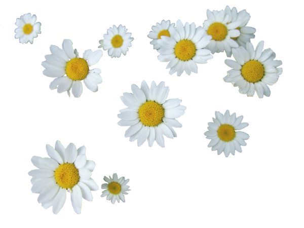 Ромашки вид сверху