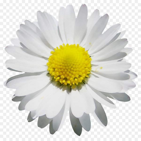 Дейзи Фловер