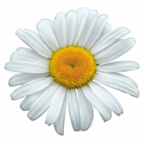 Наклейки ромашки в Москве