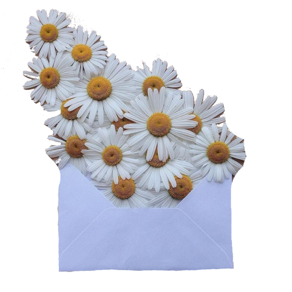 Стикер Ромашка