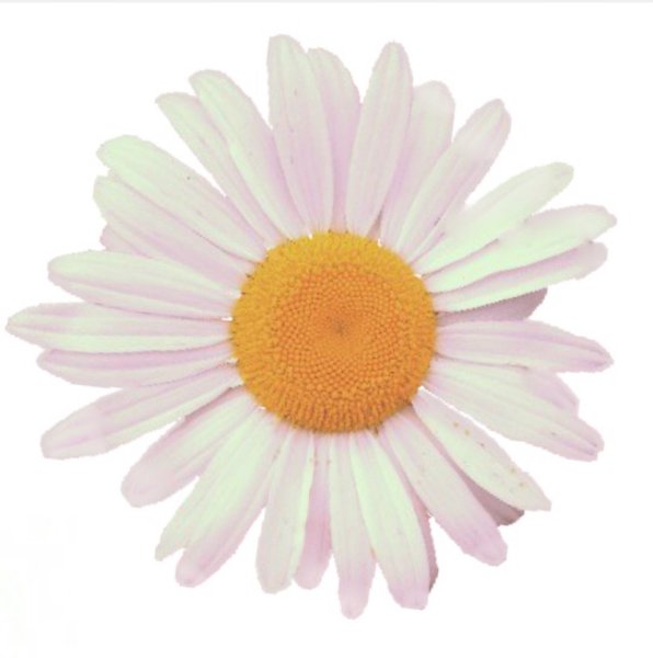 Ромашка стикер на прозрачном фоне