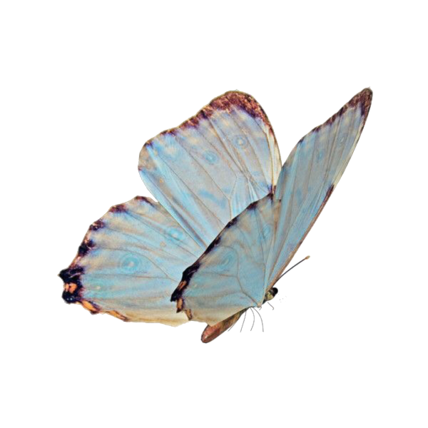 Бабочка на белом фоне Эстетика