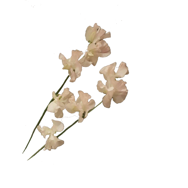 Бежевые Стикеры