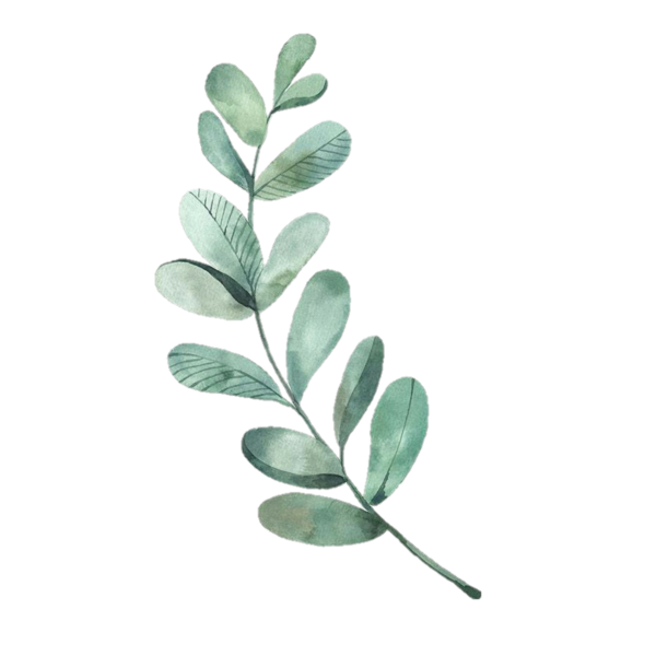 Эвкалипт Рускус акварель