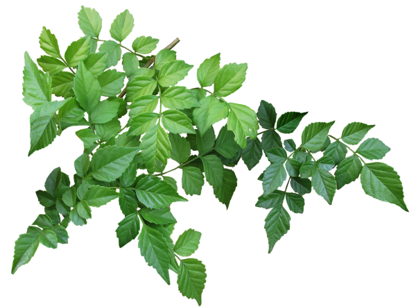 Ветка дерева с листьями