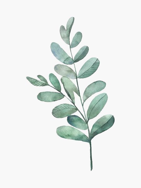 Листья эвкалипта акварель