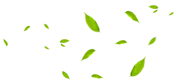 Листья на белом фоне