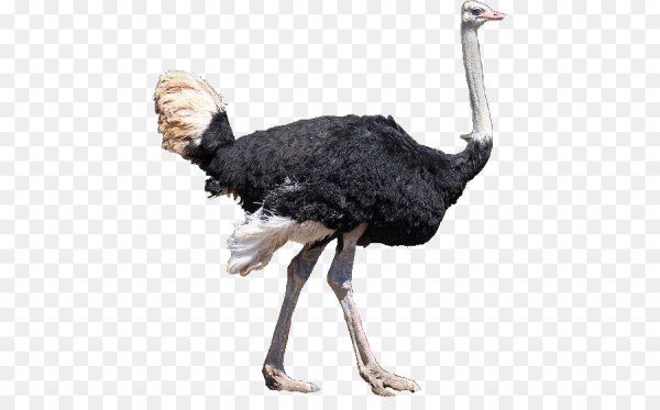 Африканский страус на белом фоне