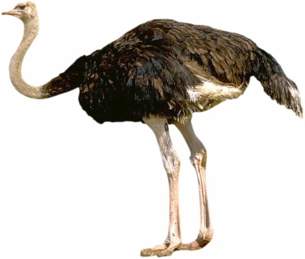 Ostrich на белом фоне