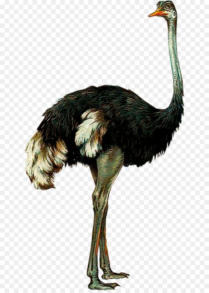 Страус на белом фоне