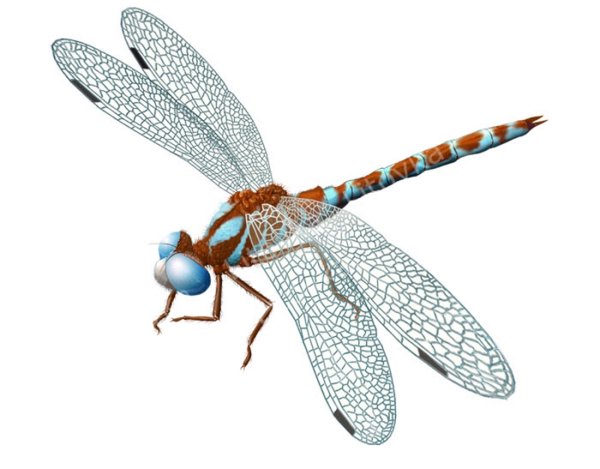 Стрекоза для детей