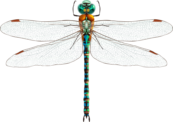 Стрекоза фото