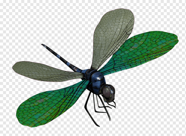 Стрекоза на прозрачном фоне