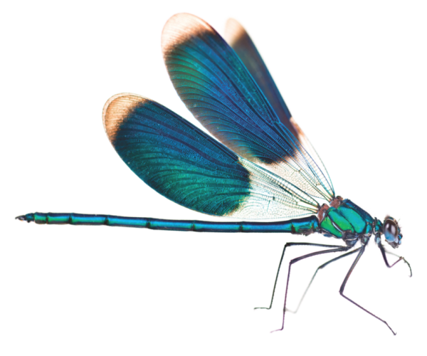 Стрекоза без фона для детей