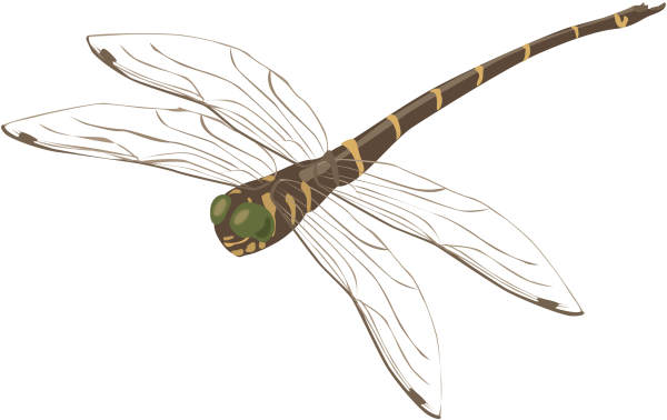 Стрекоза картинка на белом фоне