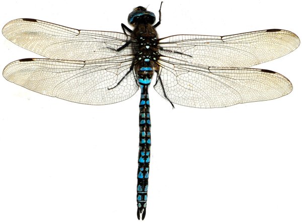 Aeshna cyanea