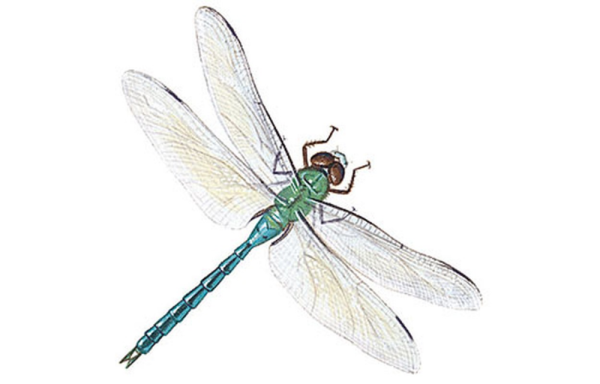 Стрекоза на белом фоне