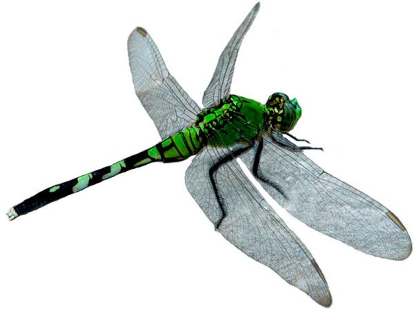 Стрекоза для фотошопа