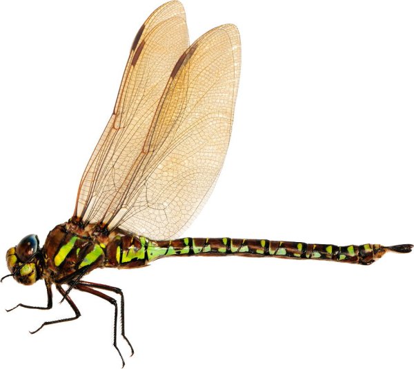 Стрекоза на белом фоне