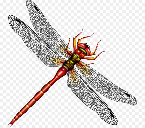 Стрекоза вид сверху