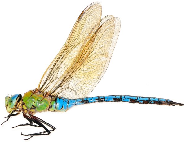 Стрекоза на белом фоне