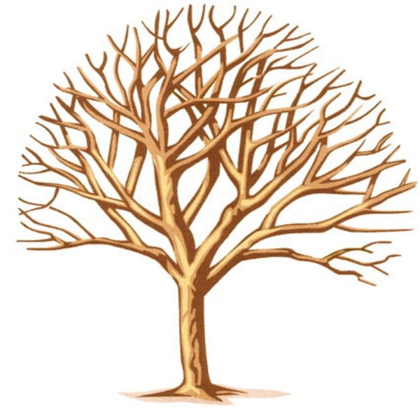 Ствол дерева без листьев