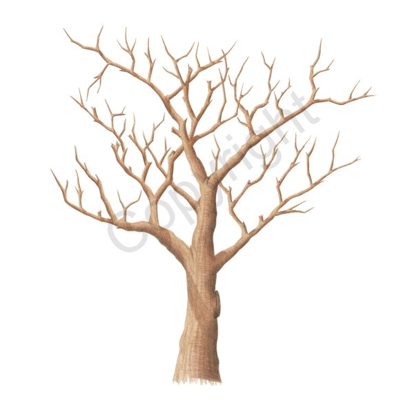 Дерево без листочков