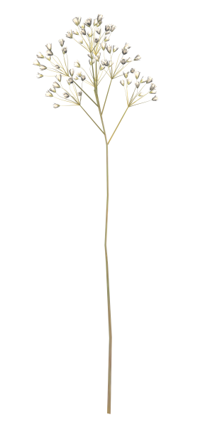 Мелкие белые цветы