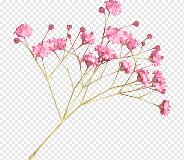 Гипсофила акварель