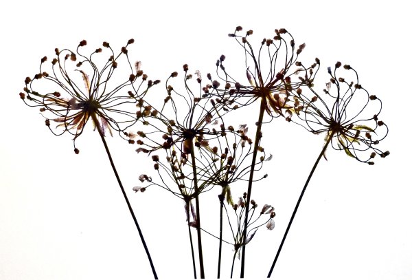 Сухоцветы вектор