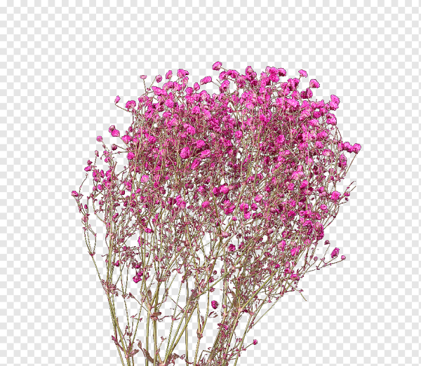 Гипсофила на белом фоне