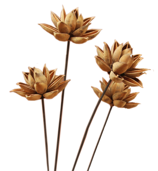 Сухоцветы без фона