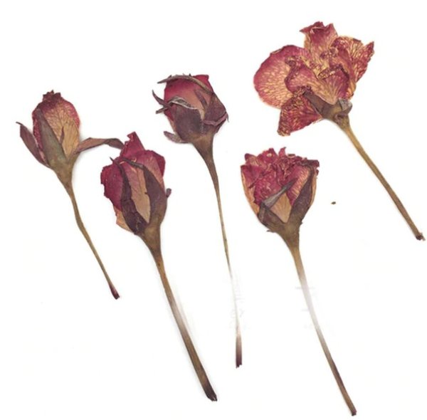 Засушенные цветы