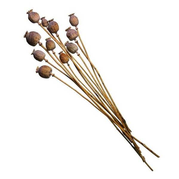 Сухоцветы ветки